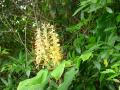 Dsc08243 SJZ - Roca de Velha (Hedychium gardnerianum).jpg